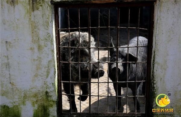 10、野猪和当地黑母猪交配后，因野公猪遗传基因强，产的仔猪长得和野猪一模一样，这些杂交猪就是现在放养的野猪商品猪。肖辉的电子游艺网站
有几间这样的猪“夫妻”房，当地黑母猪适合交配期就将其和野公猪关在一起，一般让它们同房一个月就能保证怀孕。肖辉要把大山里的富硒原生态食品推出去，做集高山绿色养殖、种植、生产加工销售及餐饮住宿，旅游观光为一体的现代化循环农业。
