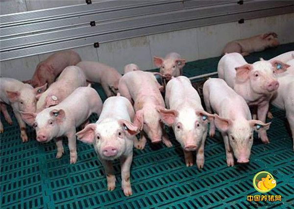 1、扑杀病猪：将健康状况欠佳的猪只，尽快处理掉。