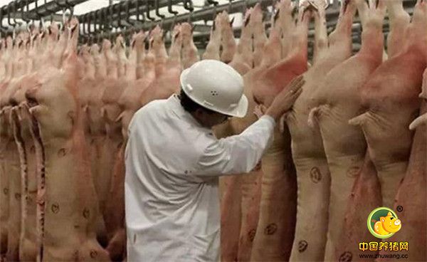 5、养猪户要知道：猪价不好，节约成本是必须的，但是不能省那些不该省的钱；乳猪料是最便宜的料，因为吃乳猪料这个阶段的料肉比是1.1—1.5，而后期料的料肉比是3.5—4.3：1，所以按照长肉的成本来讲的话，乳猪料的价格是最便宜的，而且乳猪料因价格原因质量变差的话会影响小猪的生长，生长状况不好，就会造成300元以上的损失，要是半途死掉，损失又将翻一番。为了减少损失，好好照顾和饲养小猪，才是唯一正确的路径。