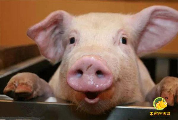 2、做好防疫灭病工作，电子游艺网站
的传染源主要有：病猪、亚健康猪、猪的排泄物及其污染物、人员、车辆、来访者、引入的种猪、野生动物、生产工具等，应做好消毒工作，防止疫病发生。