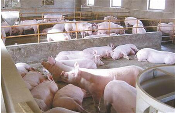 2、如何防治猪中暑？用凉水：猪只发病后应立即转移到阴凉通风处，体温过高的以降温为主，用湿布敷在头部或左胸心区，也可用凉水或自来水浇淋全身和头、胸部，或灌注直肠，直到体温将至38.5~39℃为止。同时按摩四肢，使其活血。所接触的地面也可泼水降低温度，减少烦躁不安等症状。