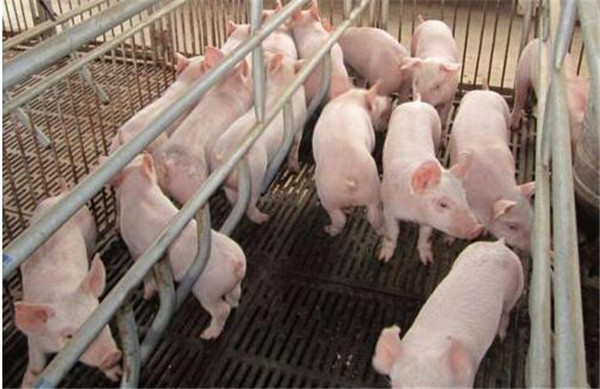 3、放血：剪耳尖、尾尖放血100~200毫升，同时每头猪用10滴水5~10毫升对水内服，或皮下注射10%樟脑磺酸钠或安那咖注射液20毫升。