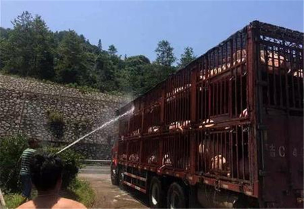 1、猪中暑的典型症状：一般呈现突然发病，病情剧烈，症状严重。呼吸极度困难，结膜潮红或发绀，步行不稳或横卧不起，出大汗，精神不安，口吐泡沫，心跳加速，节律不齐，瞳孔散大，视力减退，体温高达41~43℃，最后神志昏迷，汗少而黏，痉挛，多数猪只因虚脱或心力衰竭而死。