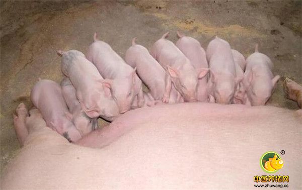 3、饲喂营养要全面。空怀母猪需要营养物质全面，特别是蛋白质、维生素A、维生素D、维生素E和钙、磷及食盐等矿物质。维生素A、维生素D、维生素E严重影响母猪的繁殖性能。日粮中维生素A供应不足，会降低性功能活动，常常引起不孕或延迟发情。因此，空怀母猪应该供给青绿饲料、胡萝卜、黄玉米、南瓜等富含维生素的饲料。空怀母猪的日粮组成以青绿多汁饲料为主。这样能够保持母猪的繁殖体况，从而增加排卵量，提高受胎率。