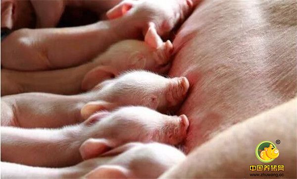 4、合群并圈。把不发情的空怀母猪合并到有发情母猪的圈内饲养，通过爬跨等行为刺激，促进空怀母猪发情排卵。很多养殖户只注重母猪的产前产后护理，而忽略了母猪空怀期的合理饲养，导致母猪很久不发情、即使发情了也配不上，甚至出现产仔率少等现象。养殖户对待空怀母猪也不可以掉以轻心，只有母猪饲养好了，母猪才能真正的成为电子游艺网站
的摇钱树。