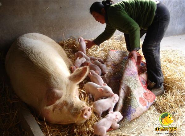 1、霉菌毒素。因为脱霉剂对霉菌毒素的处理能力有限，霉菌毒素还是会时不时对养殖户的猪造成严重的危害。 治疗时农村养殖户可以使用大剂量葡萄糖粉和保肝护胆的药物