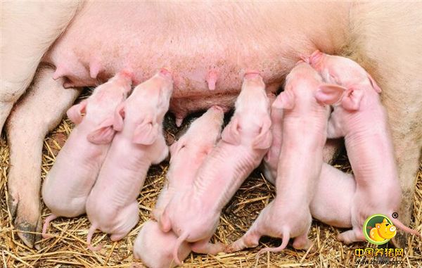 2、繁殖障碍性疾病。目前在临床常见的繁殖障碍性疾病包括蓝耳、伪狂犬等病。养殖户针对繁殖障碍性疾病最直接的方法是使用疫苗。