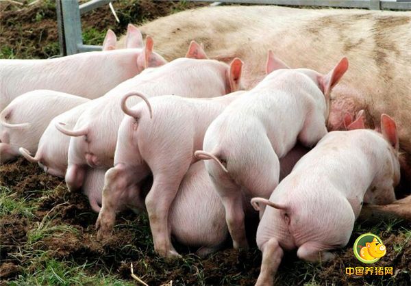 3、强烈应激。母猪妊娠前期后期都属于胚胎不稳定期，此时受到强烈应激就容易导致母猪的流产。 养殖场春节时一定不能燃放鞭炮，平时在驱赶母猪时要缓慢驱赶，避免快速鞭打等行为。