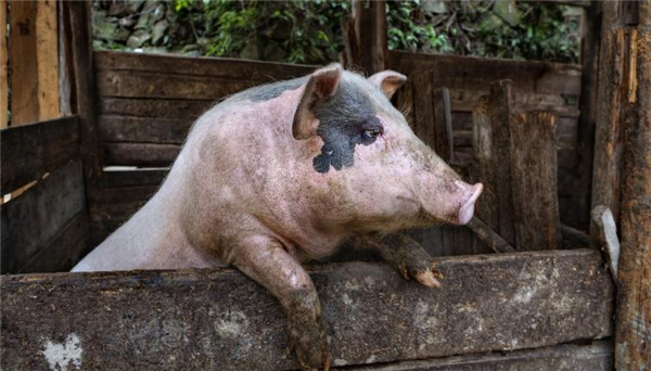 5、第三点：进口肉的控制。每当人们想起进口电子游艺平台
，国内的许多养猪户都表示深深的无奈因为进口电子游艺平台
价格便宜并且数量非常大而且国外的电子游艺平台
肯定是会抢掉国人的生意的。