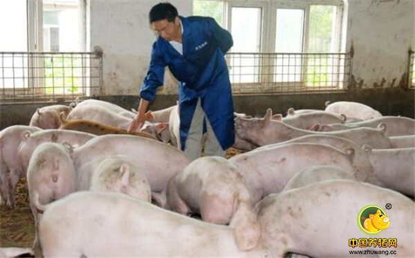 1、懂的节约成本，精打细算：有个比较成功的养猪人讲述他的成功秘诀时，是这么说的：“养猪说到底是做生意，做生意的秘诀就是精打细算，猪市行情我们控制不了，可是成本却是我们每个人都能控制的。我养猪六年，我不懂技术，我只做了一件事，那就是不断减少成本。这就要求我不断降低采购价格，不断提高每头猪的生产效率，这其中涉及的东西太多太多，有很多东西要学。但是我坚信，只要用心养猪，猪一定会给你回报。”