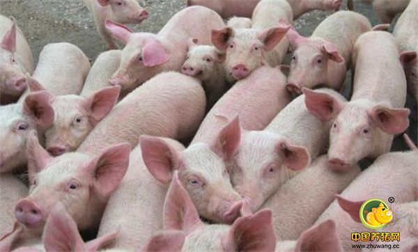 3、能吃苦：养猪是个体力活，也是个脏活累活。娇生惯养的人必然不应该去养猪的，这份罪遭不起。现在养猪人有很多女性，多多少少吧有点不好，因为女人嘛，哪适合干这个。可是生活所迫又能有什么办法呢。只不过能吃苦也许在将来，应该不会是养猪人的一种素养。因为养猪这个行业可能将是一个工业，而不在是农业，大家只需要按照公司的要求做就行了。