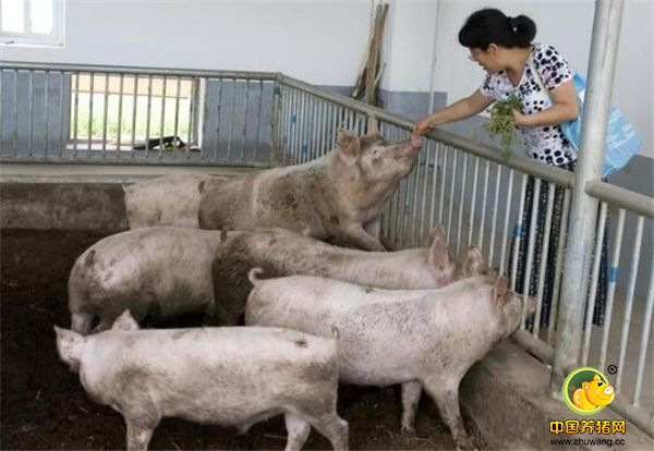 5、没有暴富心理：不管养什么，养鸡也好，养猪也罢，都不适合有暴富心理，想一夜发家那真的该洗洗睡了。成功都需要积累，脚踏实地的干，总会结出果实的。如今，超级猪周期已在眼前，还想暴富总得掂量掂量吧。