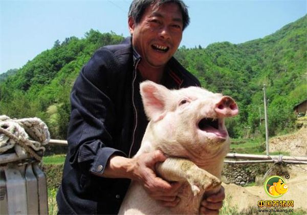 4、手上资金充裕：养殖业投入大，见效慢，养猪也是。如果想赚钱，就得上规模，这需要大量的资金投入。现在行情莫测，猪病复杂，猪周期仍然在继续上演，稍有不慎也许就会血本无归。必须要有一定的资金储备，才能抵御意想不到的变化。只是，我想很少去养猪的人有很多钱吧。