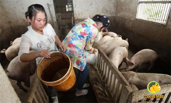 6、心细：养猪人最好是个心细的人，因为上了规模之后，猪价小小的浮动都会导致收益发生巨大变化，而饲料的小变化也会带来成本的增加。而且养猪也不是随随便便就能养好，也需要下功夫去琢磨。其实细节决定成败的例子太多了，不管干什么也好，大家心细一点总是不会错的。往往我们输就输在小事上。你是属于哪类养猪人？