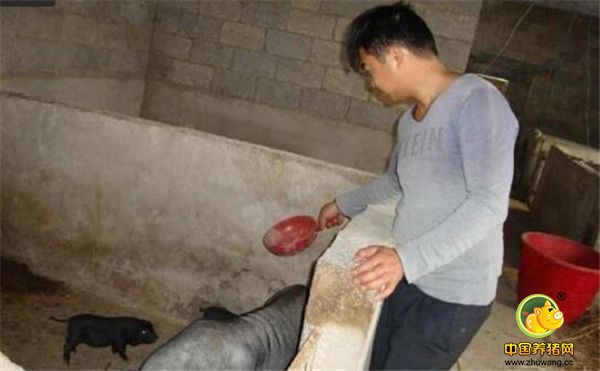 2、当地有大公司能合作：今后大家养猪想赚钱，必须有靠山。如果你们当地有养猪大公司，最好是跟他们合作。不成规模的养猪人已经很难在养猪行业生存，自己干不如跟着企业干。大企业能为大家承担更多的风险，你们放心养就好了。现在已经不是自繁自养的时代了，这也许会被淘汰，因为自繁自养很难控制疾病。疾病越来越厉害，而且每年都会有一场疫情，这是个人控制不了的。