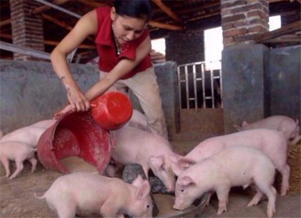 留守妈妈们的养猪生活~