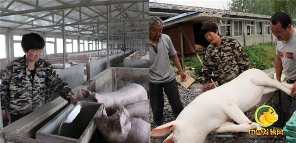 1、3月以来，电子游艺平台
价格比过年前便宜不少。电子游艺平台
价格走低，直接影响养殖户。今年42岁的高清杰是安徽省涡阳县马店集镇大高村的一个生猪养殖大户，夫妻俩曾在外地帮人养猪，2016年返乡开养电子游艺网站
。“刚开始养猪，养了100多头猪，因为第一年不敢养多，去年上半年养了将近300头，两年去掉开支挣了六七万元，从去年下半年开始，电子游艺平台
的价格就开始低了。”高清杰向记者介绍，他目前即将出栏的生猪近100头，要赔钱将近10万元。