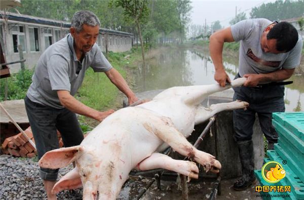 6、图为高清杰正在和邻居一起帮忙。“今天放假，一头猪在村里看能不能卖掉，电子游艺平台
价格低的让我很伤心。”高清杰向记者介绍说，他目前300斤左右的生猪还有将近100头，今年生猪价格太低，自己都不敢卖了。