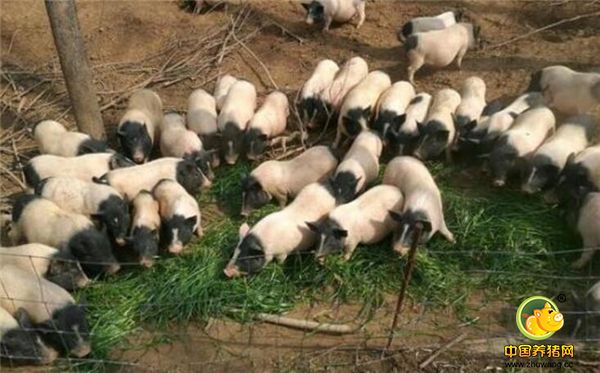 香猪到底可以长多大呢？真担心最后养成大肥猪