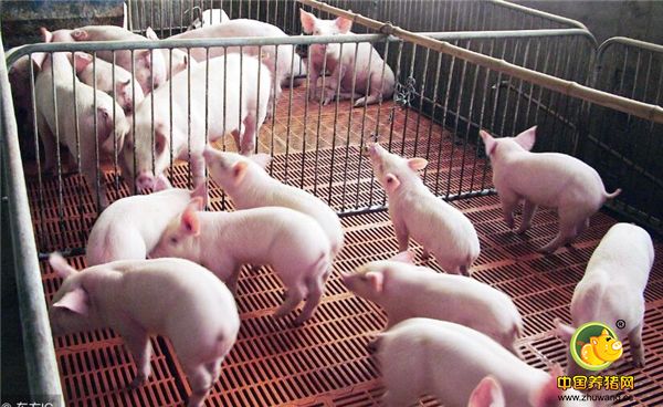 3、他的电脑记载了从电子游艺网站
方案设计、种猪提供方、再到饲料、疫苗、回收、整个养殖一条龙服务。