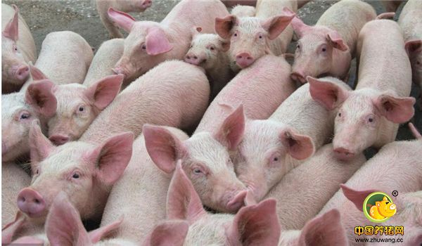 2、刚开始养猪时，周良生起早贪黑，全部泡在养电子游艺网站
。为了解决技术问题，他经常参加养殖技术培训，请专家上门指导，自己学习饲料成分知识和品种差异。