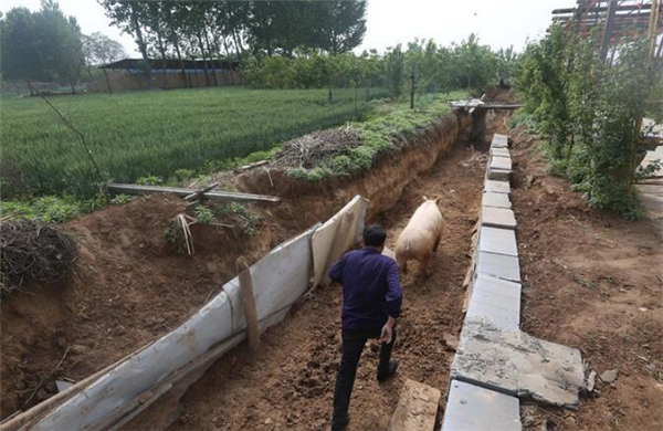 农村大叔挖30米长沟养一头猪，每天撵着跑，网友：一举三得