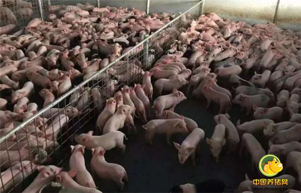 3、阳春猪苗贩卖业务在2011年达到顶峰，专业或兼职从事猪苗贩卖的人员有上千人之多，周边地区每年有1250万头猪苗的缺口，倒卖一头猪苗的差价是10元，1250万头就能产生过亿元的收入。