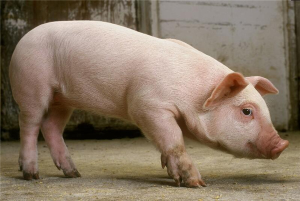 1、全国瘦肉型猪的出栏均价出现下降，各省猪价继续下降。北方猪价已经接近低位，养殖户抵触情绪有增加，部分规模场主动提价，防止猪价继续回落。屠宰企业收购暂无压力，需求面暂无好转。南方业者整体呈现观望心态，受北方逐渐下降影响，部分地区价格出现清栏，但需求面并未有好转，价格连续上涨基本没有希望，山东部分地区出现7元一间电子游艺平台
。