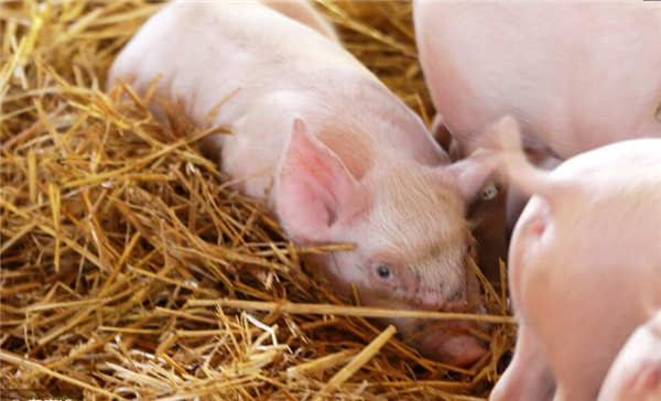 6、原因五、猪价继续大幅下跌，主要还是供应面充足和消费淡季的原因导致。一切的问题都来自于需求。据业内消息，越南走私猪又开始“猖獗”，单日进口量大到令人乍舌。那些你不知道的地方，最是影响猪价。