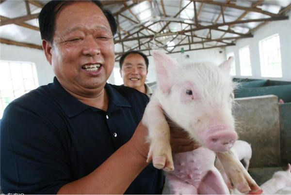 5、原因四、我国现在养猪结构正在从农村散养户逐渐过渡至规模化电子游艺网站
，规模化电子游艺网站
所占比例越来越高，再加上环保加速了农村散养户的退出。农村散养户的生产成绩不如规模化电子游艺网站
高，在经过了这几年的发展后，2017年母猪的PSY达到了19.34头，虽然母猪整体存栏数再下降，但母猪每年提供的出栏肥猪数却在上升。2018年初达到了顶峰，这么大的母猪存储量给市场带来的冲击最大。