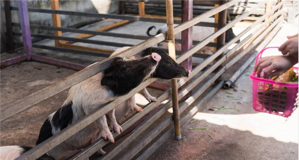 6.猪舍的通风 自然通风、机械通风（负压通风和正压通风），一般舍长不能大于120米，否则通风效果不好。