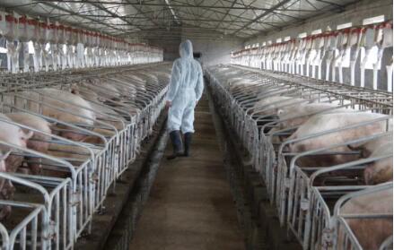 妊娠期用限位栏？ 史密斯菲尔德被控虐待母猪