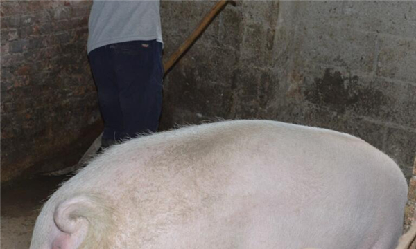 起早贪黑，每天两次喂猪是他必干的伙计。