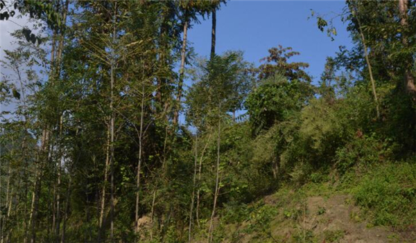 他放弃了之前在苏州等地的工作，只愿在自己的家乡干自己喜欢的事情。