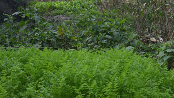 大山里的养猪都是存天然的猪草喂养。