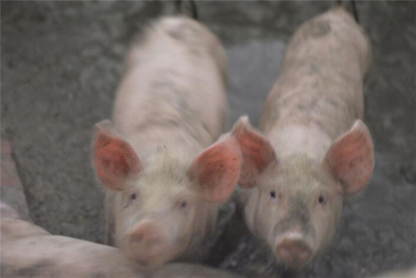 看这些小家伙，多可爱啊。这可是他一年来的希望，多希望农民们能够靠自己的双手发财。