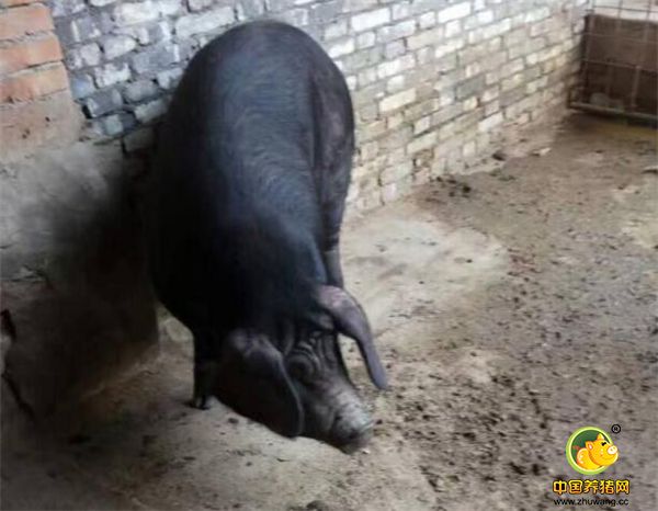 这头猪我给它叫老大，它是脾气最暴的一个，一言不合就爱给别的猪咬架。从今年开春逮的猪娃，马上就要养一年了，该出栏了，我突然有些不舍，毕竟这一年的光景一直待在一起，猪们已经把我当成好朋友