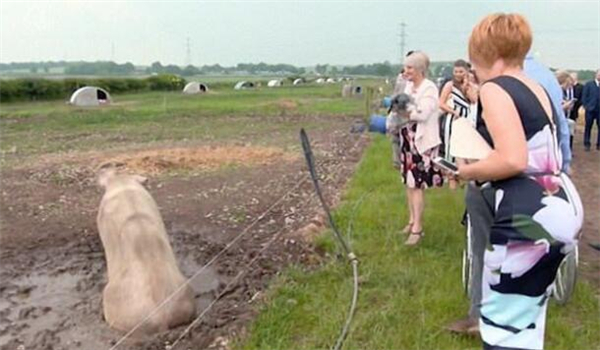 来宾到达会场后，看到眼前的场景都面有难色。精心打扮的他们必须走在泥地上，而旁边的猪则一直在乱叫。比利和史蒂芬在猪的包围下进场，两人都没什么笑容。比利打算在交换誓词后，让租来的50只猪巡游，更特地请来吉尼斯世界纪录的工作人员，希望让这件事名留青史。结果50只猪都无视他的命令，打破世界纪录失败。