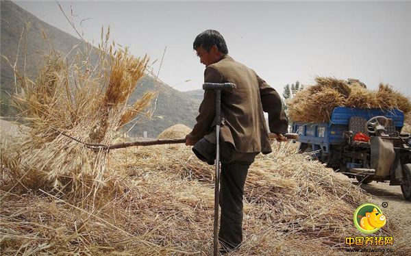虽然失去了右腿但是闫大哥并没有因此倒下，5年的军旅生涯造就了他坚强的性格，就这样靠着一支铁拐支撑着他的右腿，他努力和正常人一样又开始劳动生活。图为闫大哥在打麦场上。
