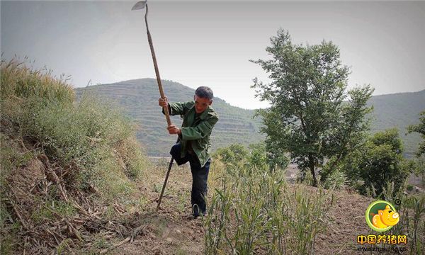 闫大哥在山坡上的麦田地边除草，这里他种了一些玉米小麦。因为是山区只能靠天吃饭，所以不能浇地，几行玉米苗要勤锄草保墒。