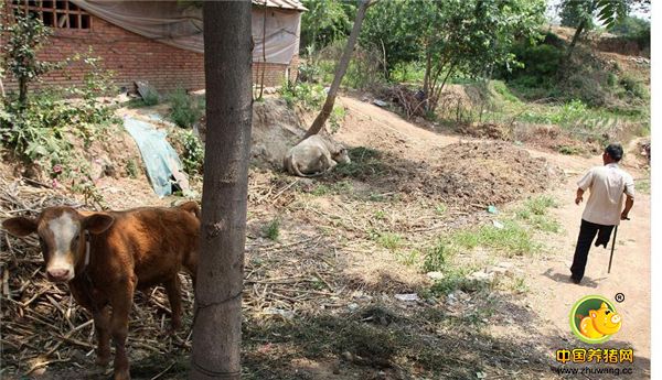 闫大哥弟兄几个都有自己的小家，他至今单身，平时在5弟家吃饭，虽然5弟一家很照顾他，但他还是不愿意多麻烦弟弟，所以他还养了牛和猪，去年母牛下了小牛，他说这个小牛现在也值个6000元。