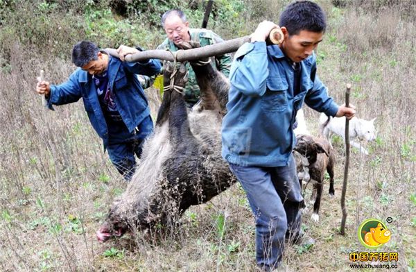 3、泥水中是它们洗澡的地方，没有阳光的密林深处是它们的据点，它们喜欢在十平方公里熟悉的范围里活动，野猪繁殖聚群的时候，活动范围最小，适合捕捉。