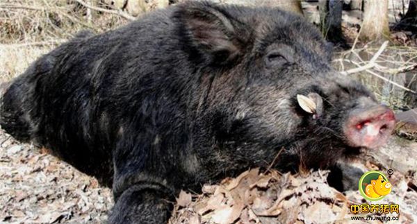 野电子游艺平台
虽好吃，但野猪来了真抓得住吗？抓野猪也是需要套路的！