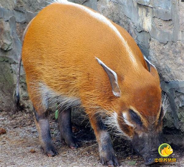 4、捕捉野猪可以在冬季下雪后，沿着野猪奔跑的足迹追踪，就很容易找到它们的窝了，也可以在下雨天过后，选择早上狩猎。