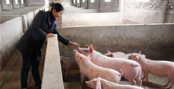 4.看颜色闻味道。不仅从外观上可以识别，有的兽药通过内在也可以看出来。也可以通过颜色、气味、触摸或者品尝来辨别，比如粉剂类的阿莫西林粉，合格的应该是拿到手上会有流动感，而假劣的是使用淀粉或者其他物质来充当，会黏在手上。另外，通过气味或者品尝来识别，合格的阿莫西林粉是带有苦味，假劣的可能是甜味或者其他味道。