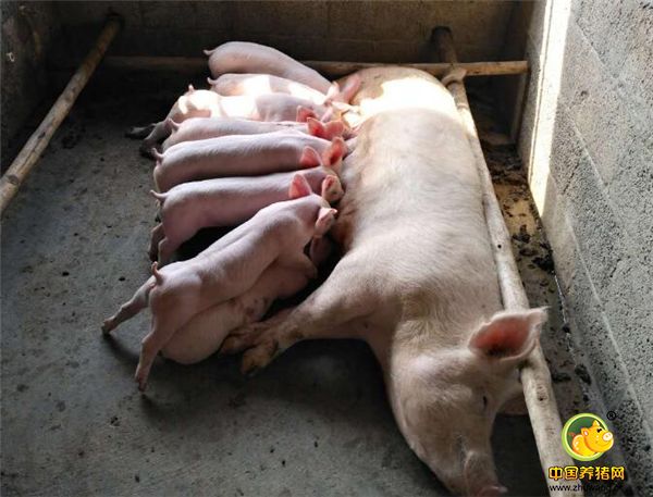 4.也可以买点人用的中药，像路路通，王不留行加在饲料里给母猪吃，增加母猪的泌乳量，当然有一些催产药也是有催奶的作用的.