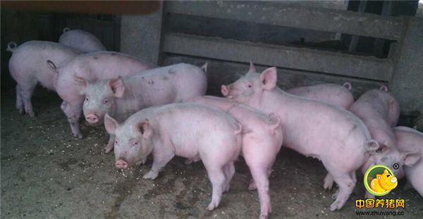 1、忌任其自然断脐带。仔猪走动脐带在地面上乱拖，会被蹄子践踏，很容易造成脐轮闭锁不全而形成脐疝。