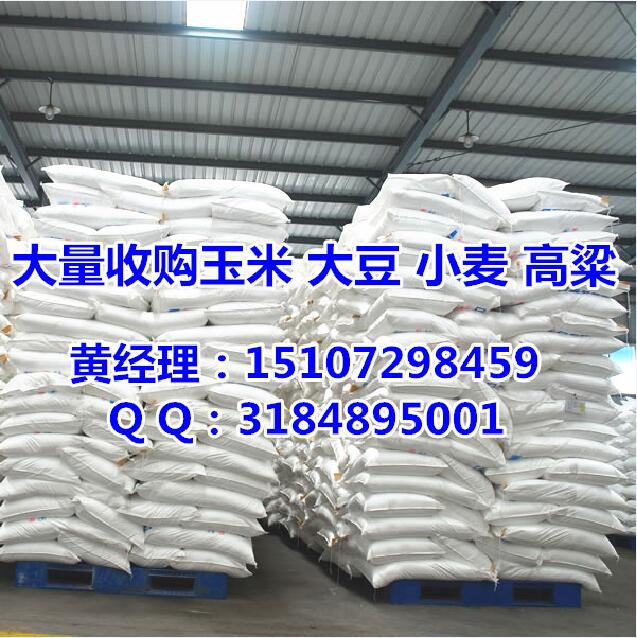 大量收购菜籽饼小麦|大量高价收购玉米