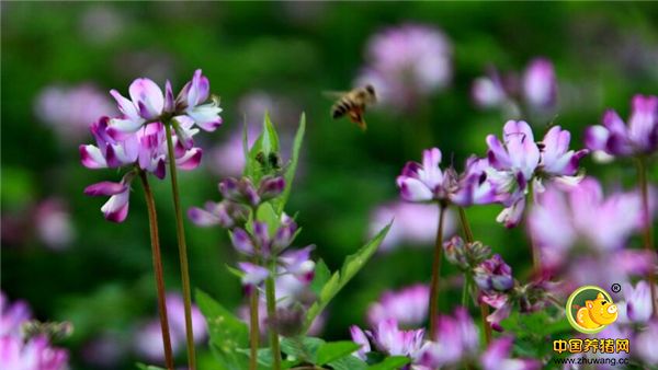 紫云英的药用价值：用于风痰咳嗽，喉痛，火眼，疖疮，带状疱疹，外伤出血等。