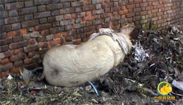 据老汉称，最近发生的事情把他气坏了，自己辛苦苦饲养的猪接连被人偷走了是两头，最大的少说也有700多斤了，接连丢猪的事情，可是把他气的不轻！